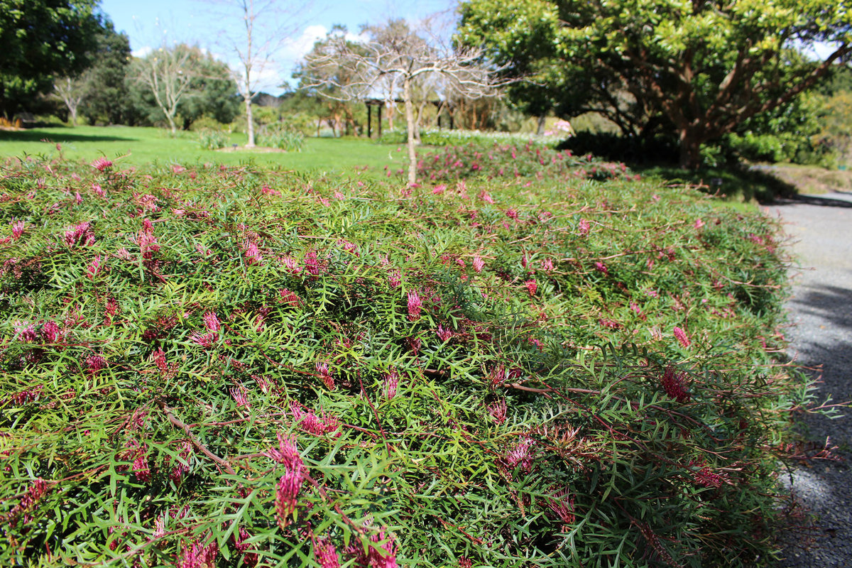 Grevillea Bronze Rambler (4).jpg